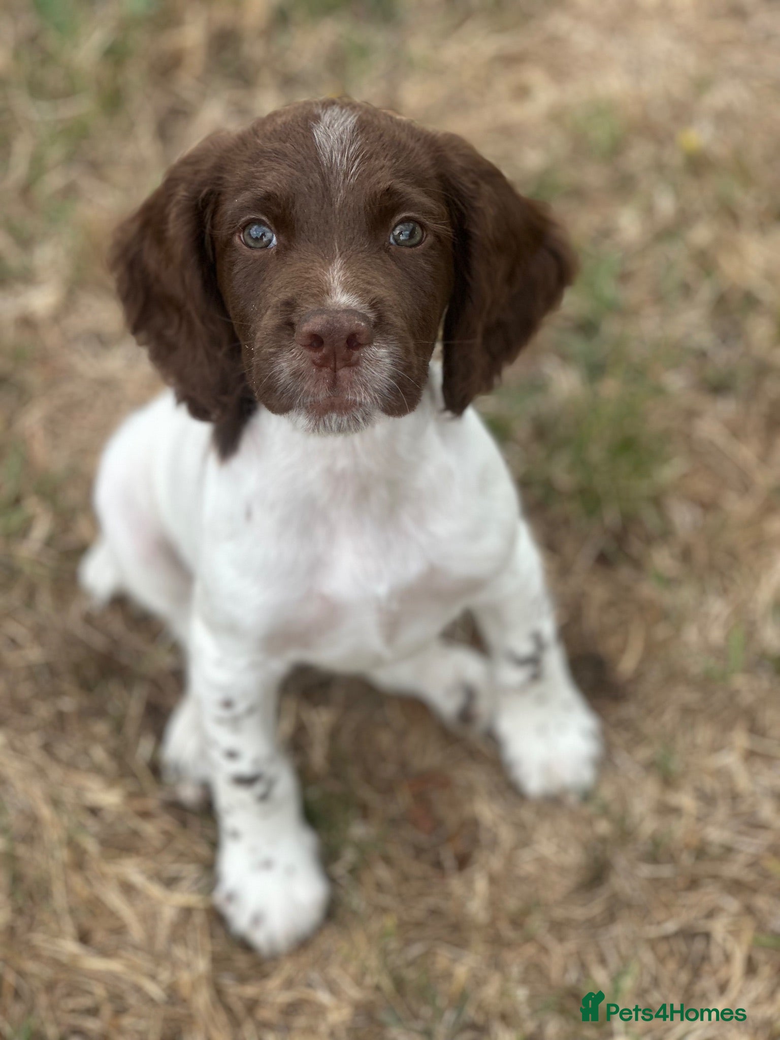 English Springer Spaniel dogs 2 gorgeous male working springer spaniels  - Advert 4