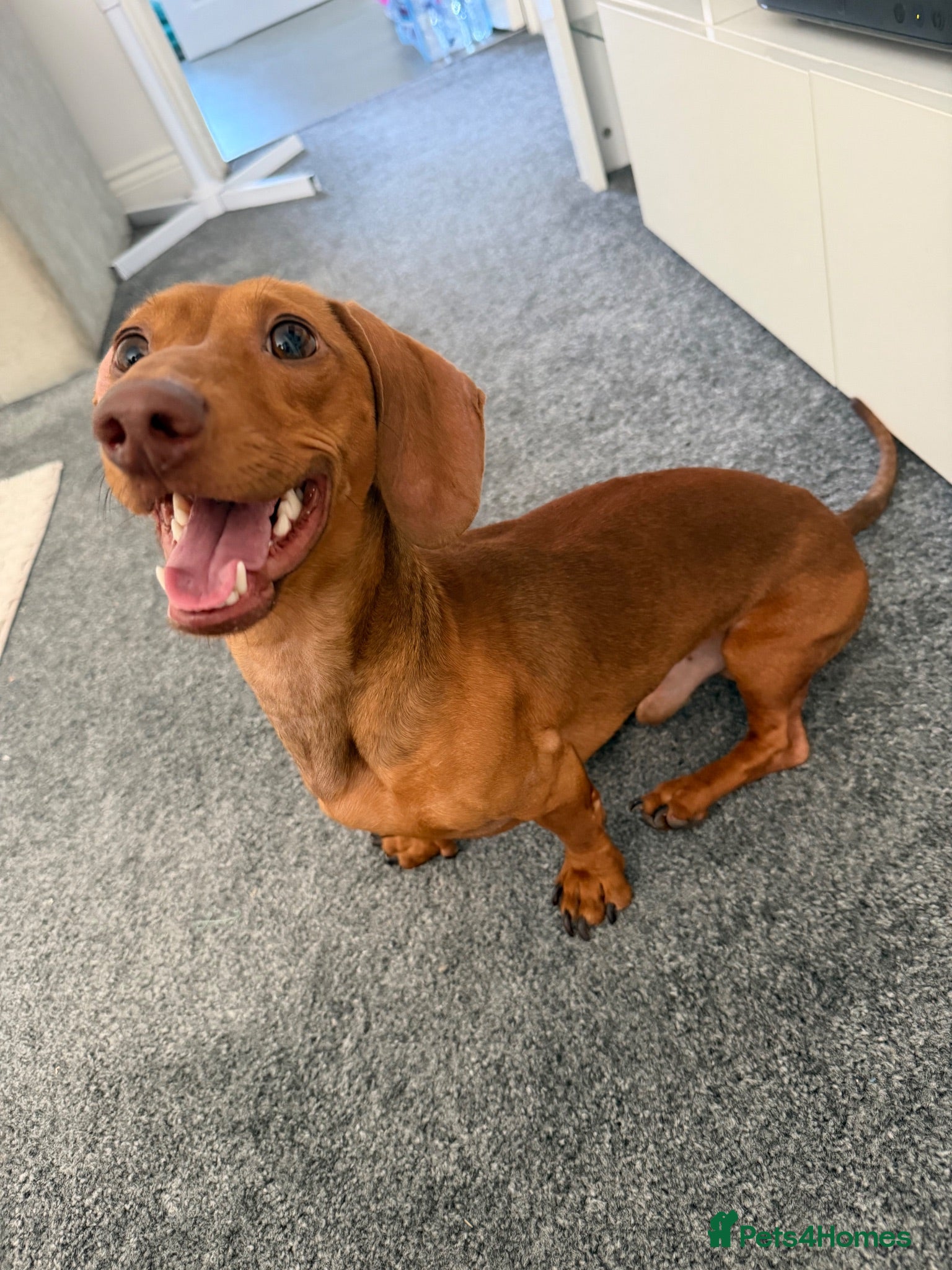 Miniature Dachshund dogs 18 month old miniature dachshund boy  - Advert 1