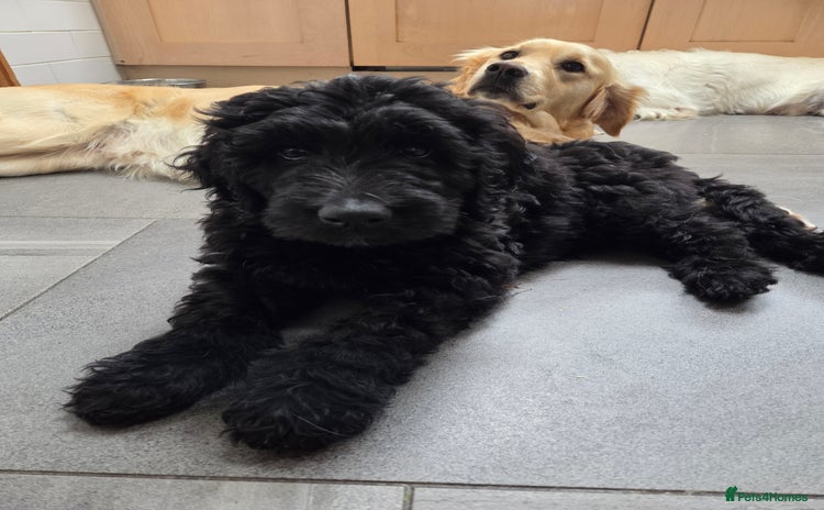 Goldendoodle dogs in High Wycombe - Advert 8
