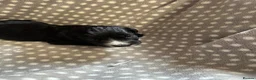 Cocker Spaniel dogs for sale: Working cocker spaniel puppies  - Advert 8