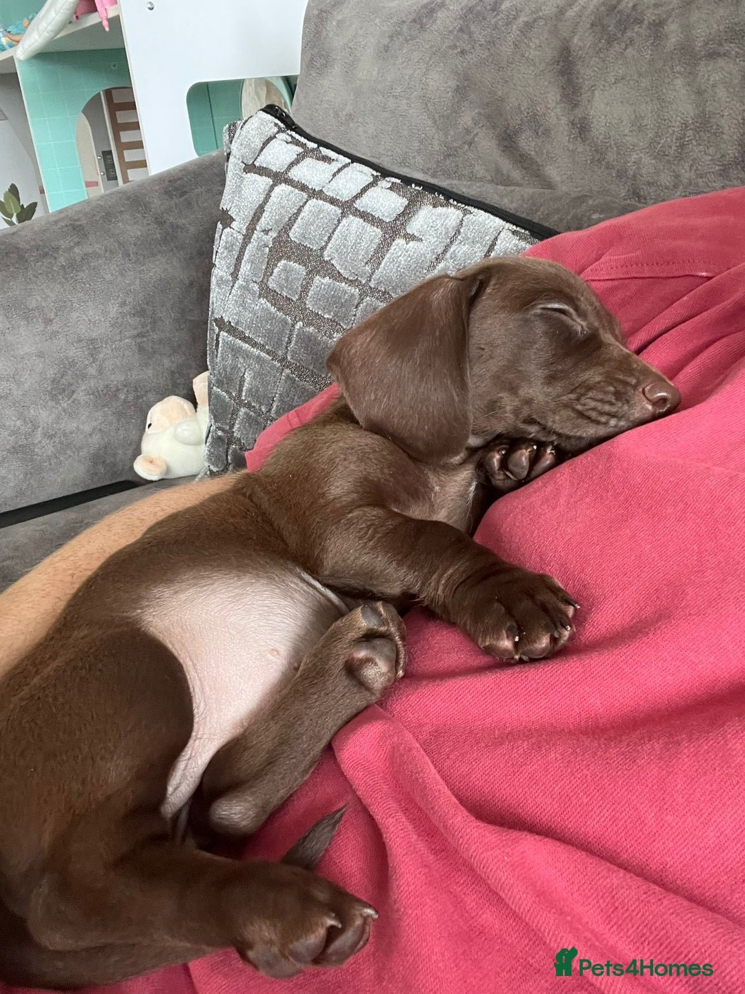 Mixed Breed dogs for sale: Docker pup for sale - Image 5