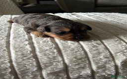 Jackapoo dogs for sale: 🐶🐾 F1 Minature Jackapoos 🐶🐾 - Image 24