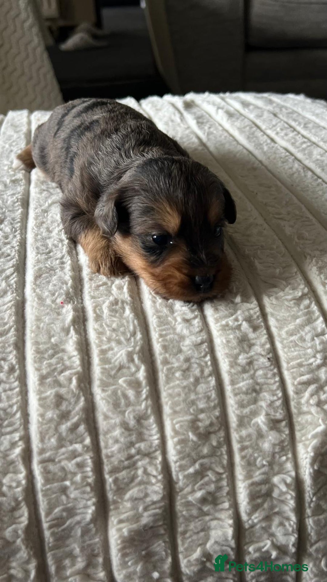 Jackapoo dogs for sale: 🐶🐾 F1 Minature Jackapoos 🐶🐾 - Image 24