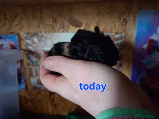 Guinea Pig rodents Lunkarya - Advert 12