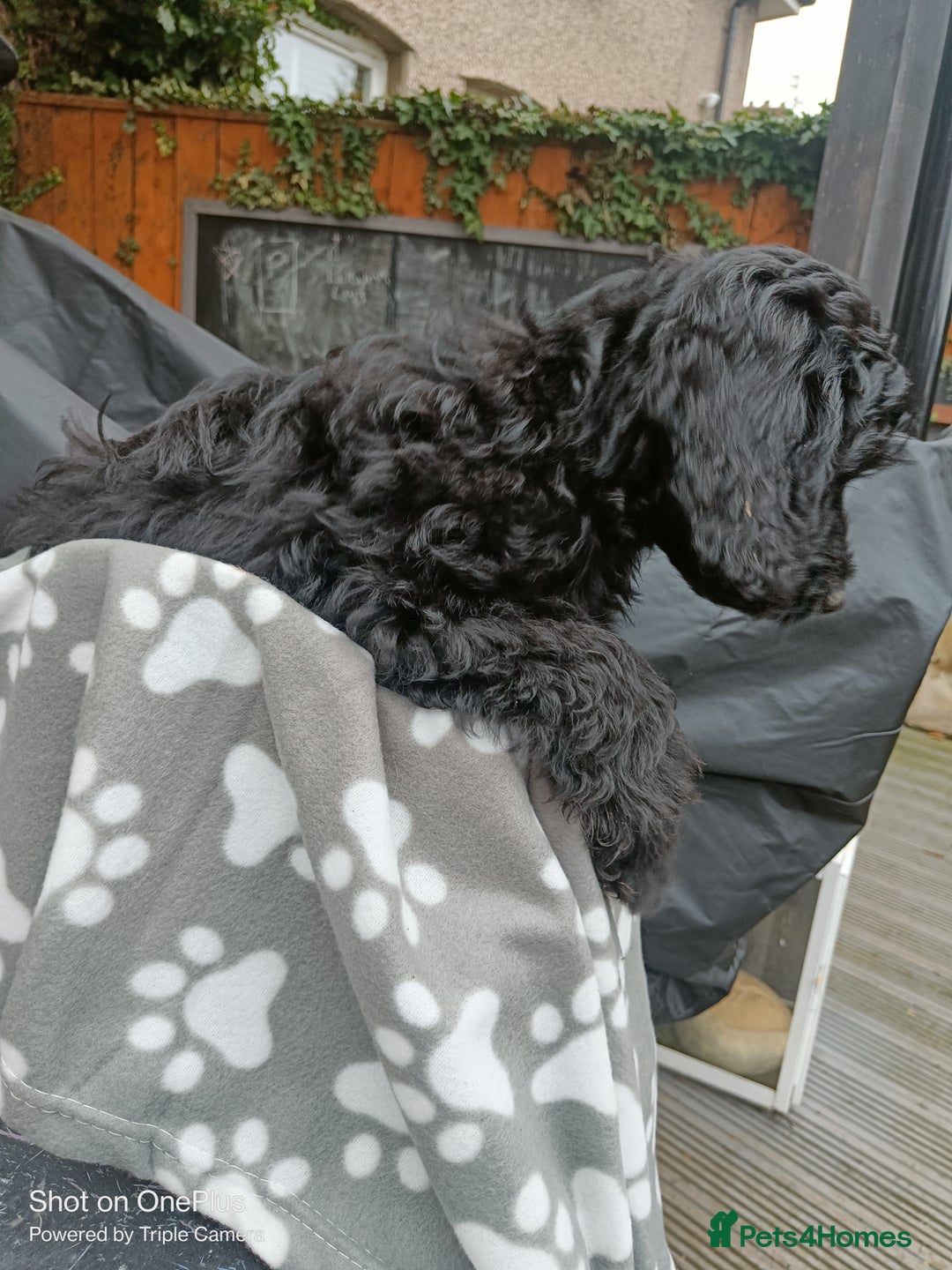 Cockapoo dogs for sale: Lovely cockapoo boy - Advert 3