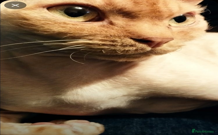 Devon Rex cats - Advert 1