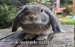 Mini Lop rabbits for sale: Beautiful mini lop babies ready for new homes - Image 10
