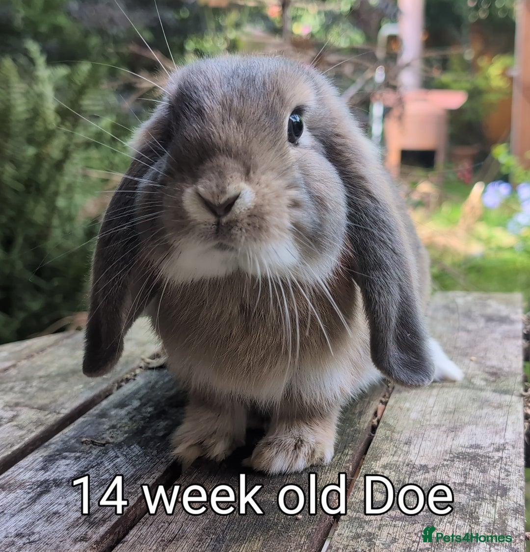 Mini Lop rabbits for sale: Beautiful mini lop babies ready for new homes - Image 10