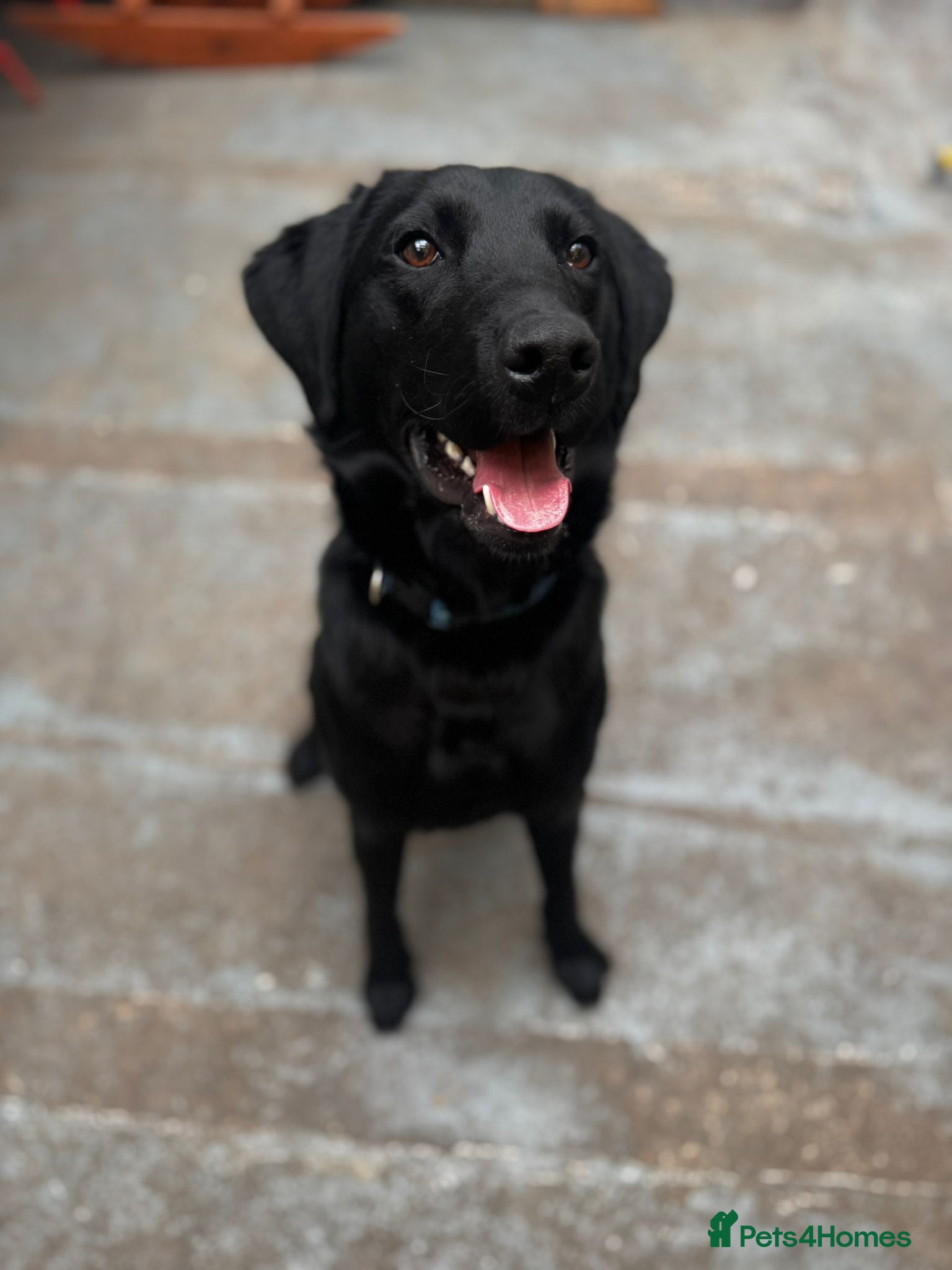 Labrador Retriever dogs Champion line labrador  - Advert 3
