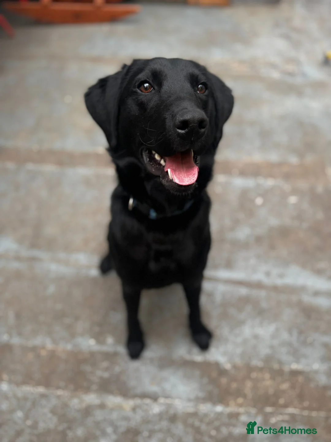 Labrador Retriever dogs for sale: Champion line labrador  - Advert 1