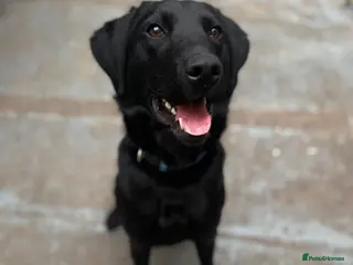 Labrador Retriever dogs Champion line labrador - Advert 3