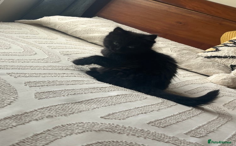 Domestic Shorthair cats - Advert 3