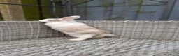 Mixed Breed rabbits for sale: One beautiful boy for sale in Stoke-on-Trent - Advert 12