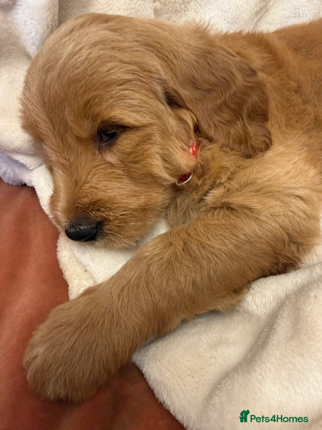 Goldendoodle dogs for sale: Goldendoodle standard puppies  - Advert 7