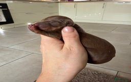 Miniature Dachshund dogs for sale: Beautiful miniature Dachshund puppies ❤️  - Image 4