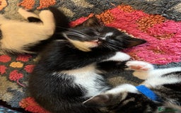 Mixed Breed cats for sale: 7 happy kittens ready for their new home - Image 12