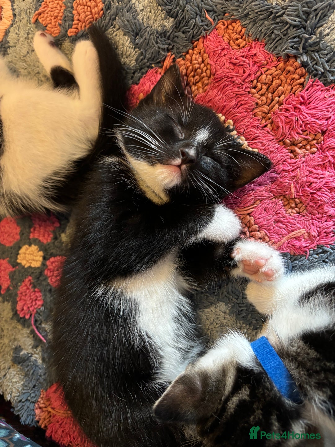 Mixed Breed cats for sale: 7 happy kittens ready for their new home - Image 12