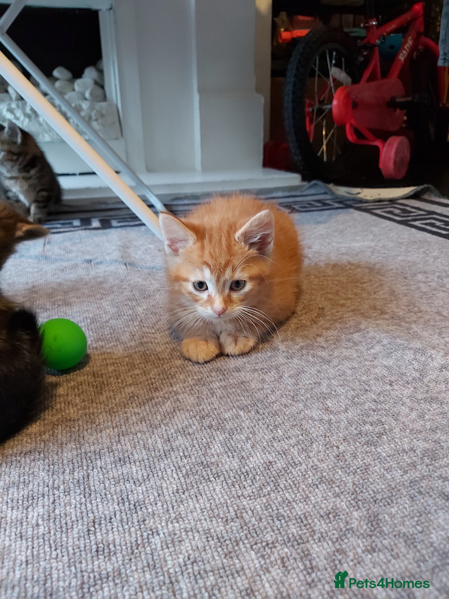 Mixed Breed cats 4 mixed kittens ready for loving homes - Advert 1