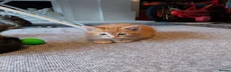 Mixed Breed cats for sale: 4 mixed kittens ready for loving homes - Advert 1