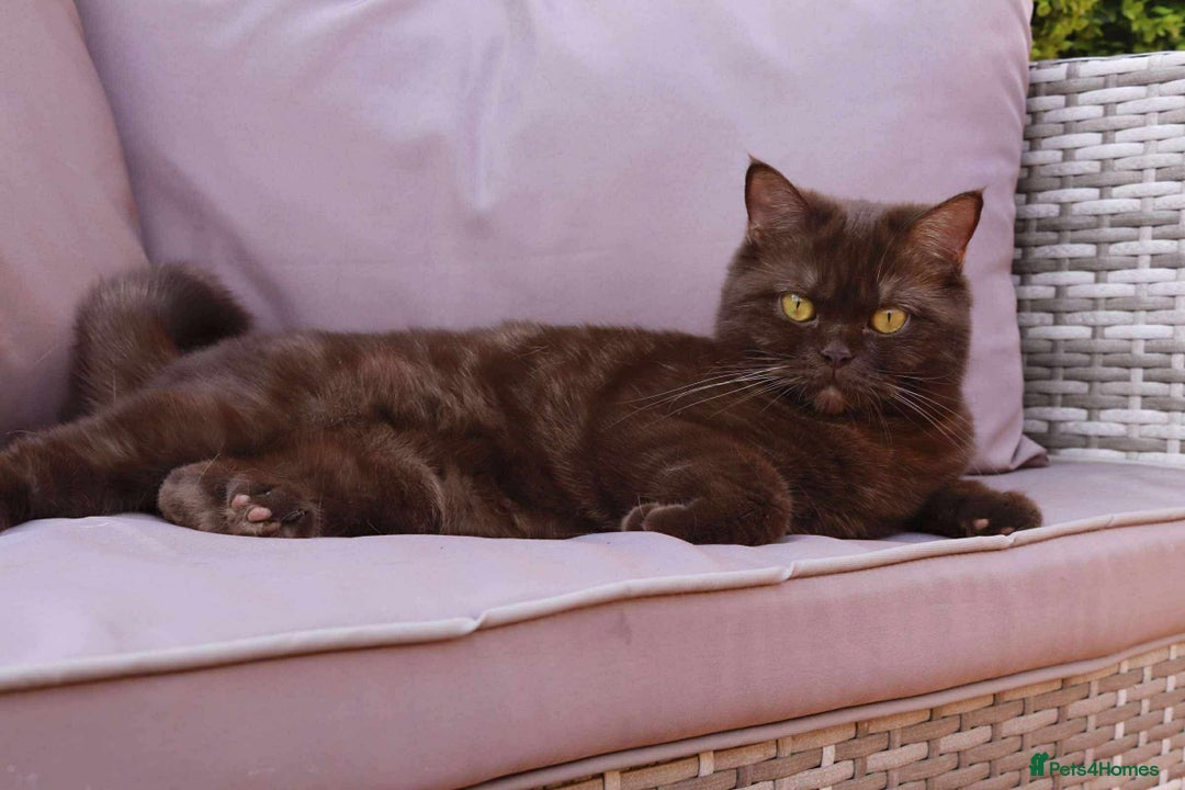 British Longhair cats for sale: Longhair chocolate male - Advert 5