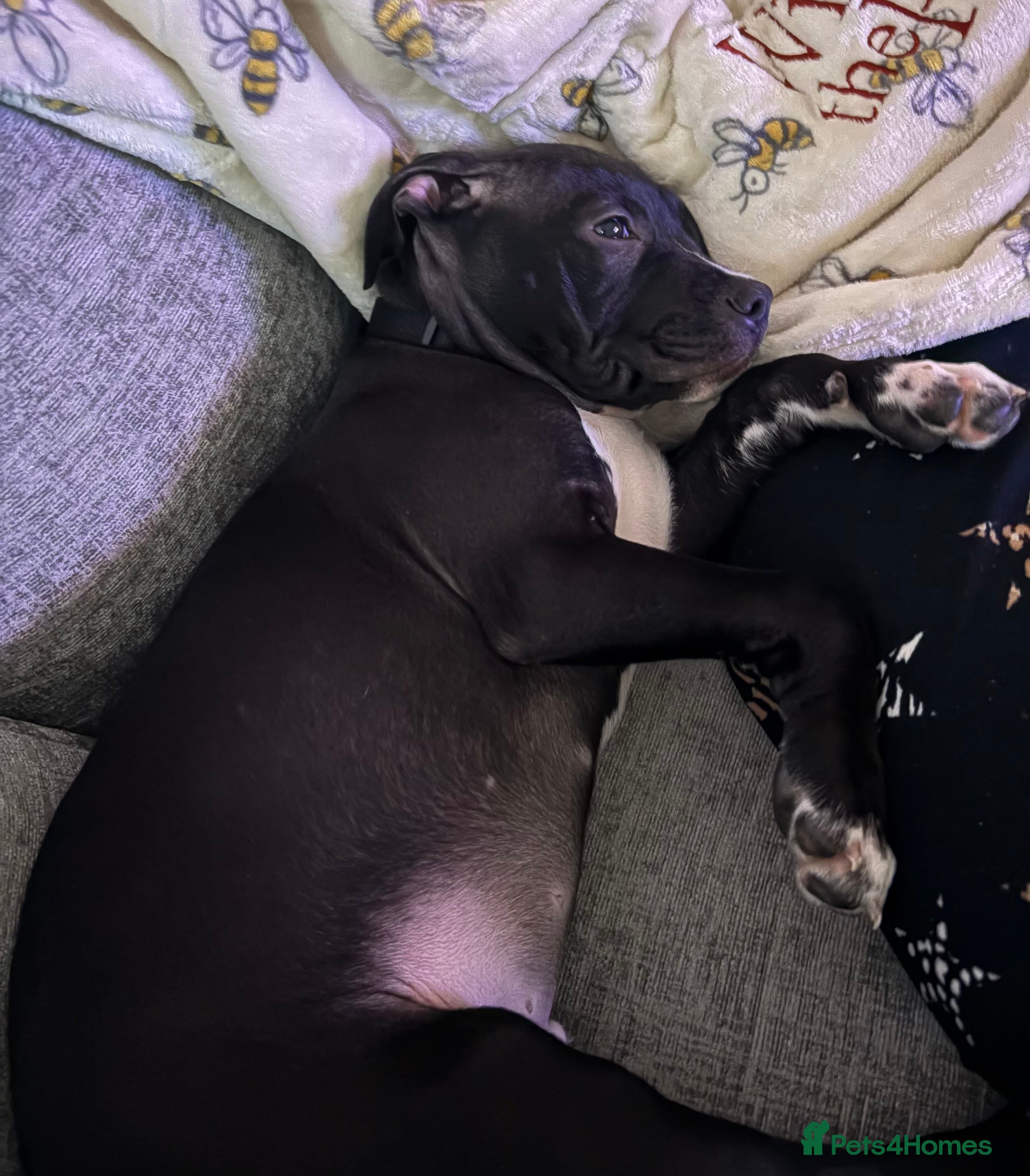 Staffordshire Bull Terrier dogs Staffy puppy for sale asap offers accepted  - Advert 7