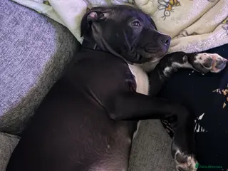 Staffordshire Bull Terrier dogs Staffy puppy for sale asap offers accepted - Advert 7