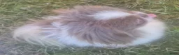 Pekingese dogs for stud: 💙Kc reg lilac and white proven pekingese 💙 - Advert 6