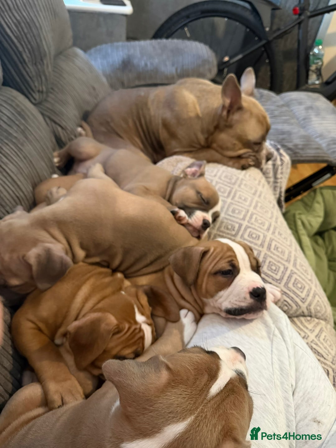 Mixed Breed dogs for sale: Pocket Bully Cross/ American Bully - Advert 7