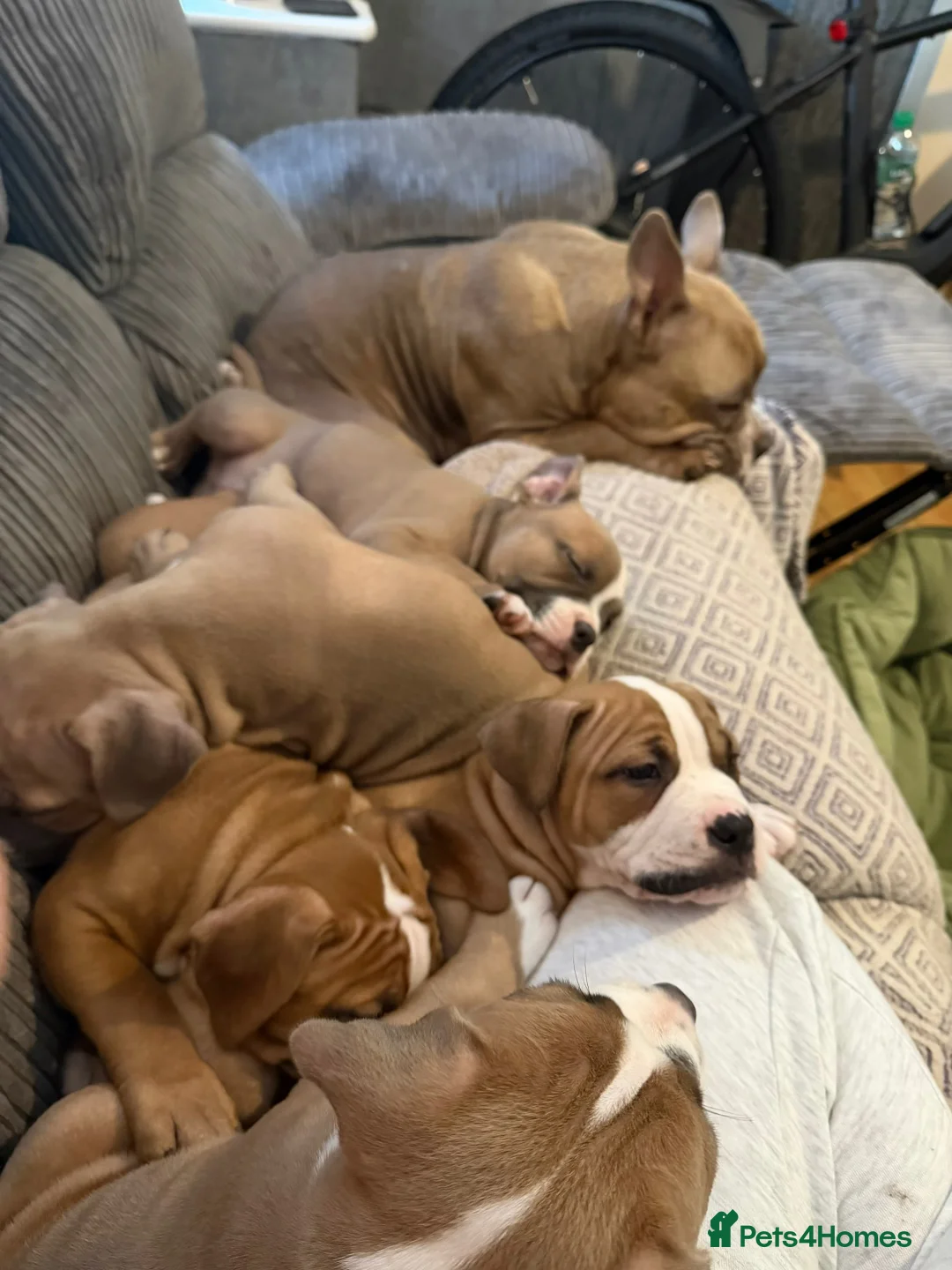 Mixed Breed dogs for sale: Pocket Bully / American Bully - Advert 7