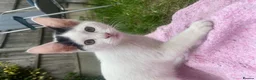 Domestic Shorthair cats for sale: Stunning Blue & Green-Eyed Kitten Female DSH - Advert 6