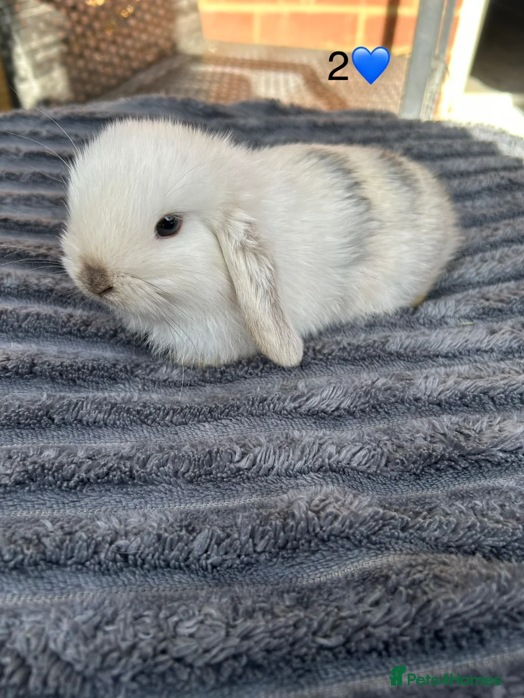 Mini Lop rabbits for sale: 6 pure mini lop baby’s  - Advert 1