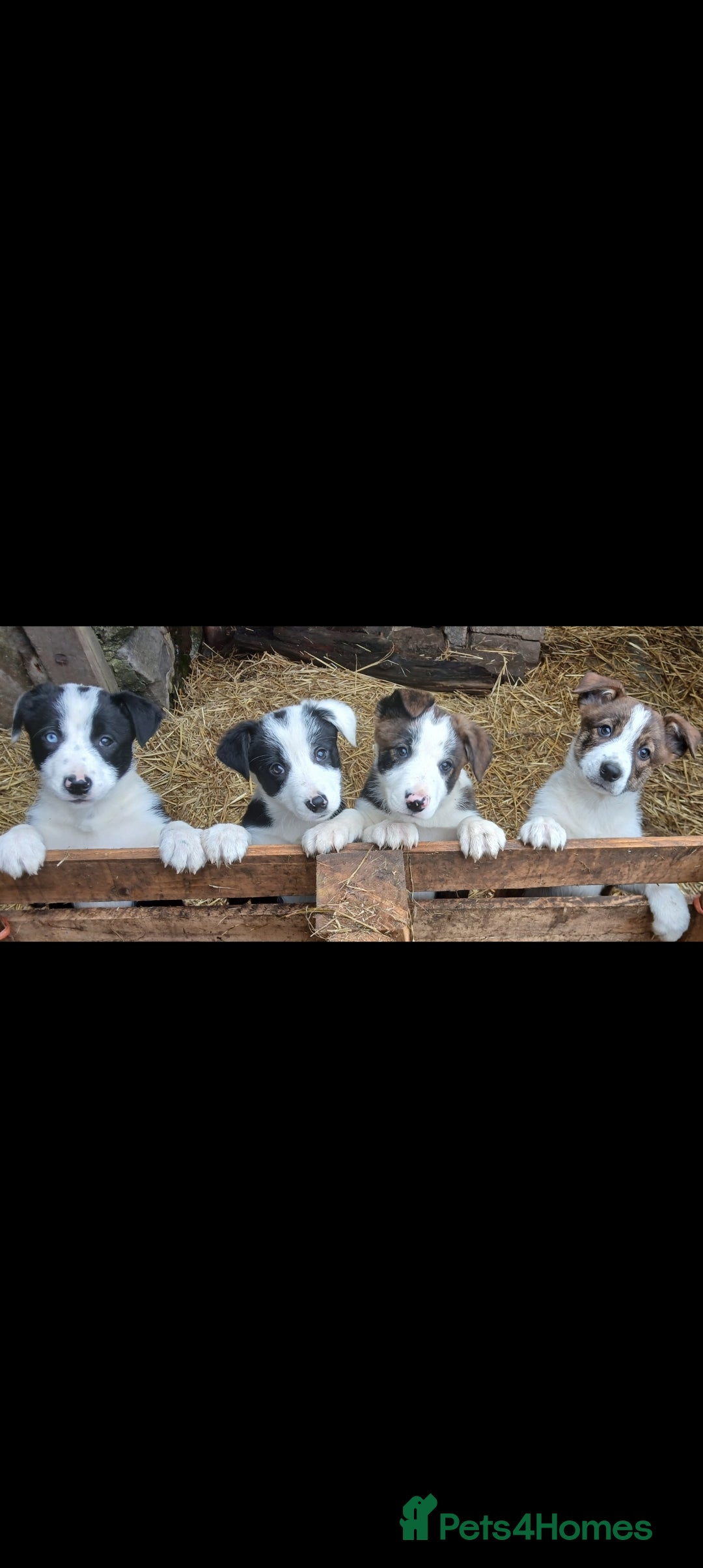 Border Collie dogs Border Collie pups. Ready now. - Advert 17