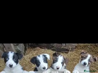 Border Collie dogs Border Collie pups. Ready now. - Advert 17