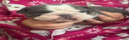 English Bulldog dogs for sale: English bulldog puppies - Advert 5