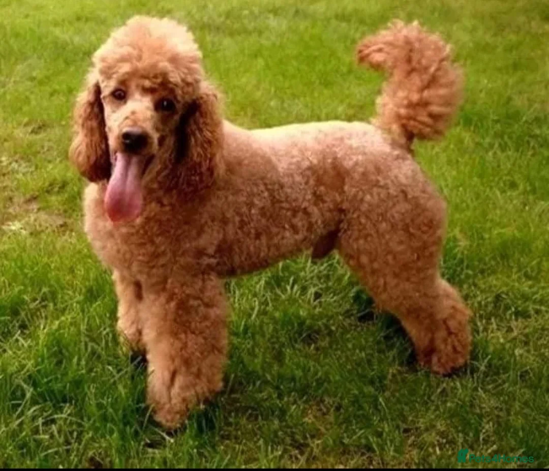 Cockapoo dogs for sale:  Cockapoo puppies F2B - Advert 5