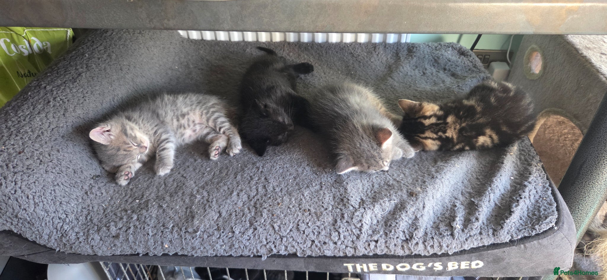 Mixed Breed cats 5 gorgeous male kittens - Advert 1