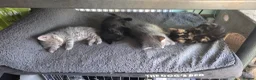 Mixed Breed cats for sale: 5 gorgeous male kittens in Livingston - Advert 1