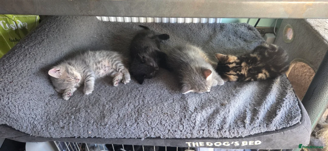 Mixed Breed cats for sale: 5 gorgeous male kittens in Livingston - Advert 1