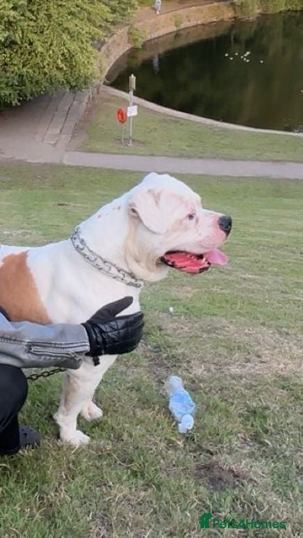 American Bulldog dogs American Bulldog  - Advert 1