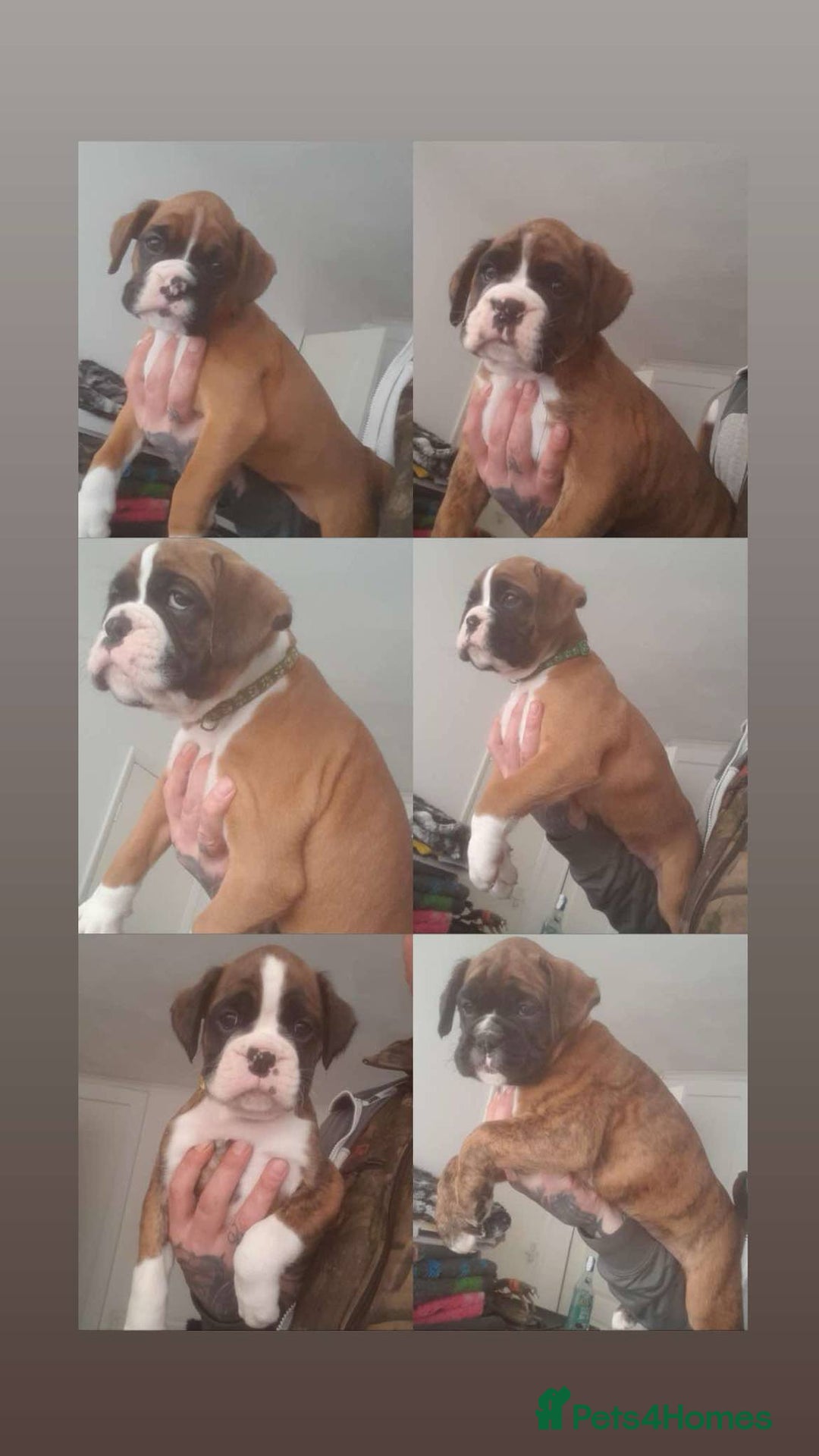 Boxer dogs for stud: KC REGISTERED BRINDLE & WHITE PROVEN STUD.   in Mexborough - Image 23