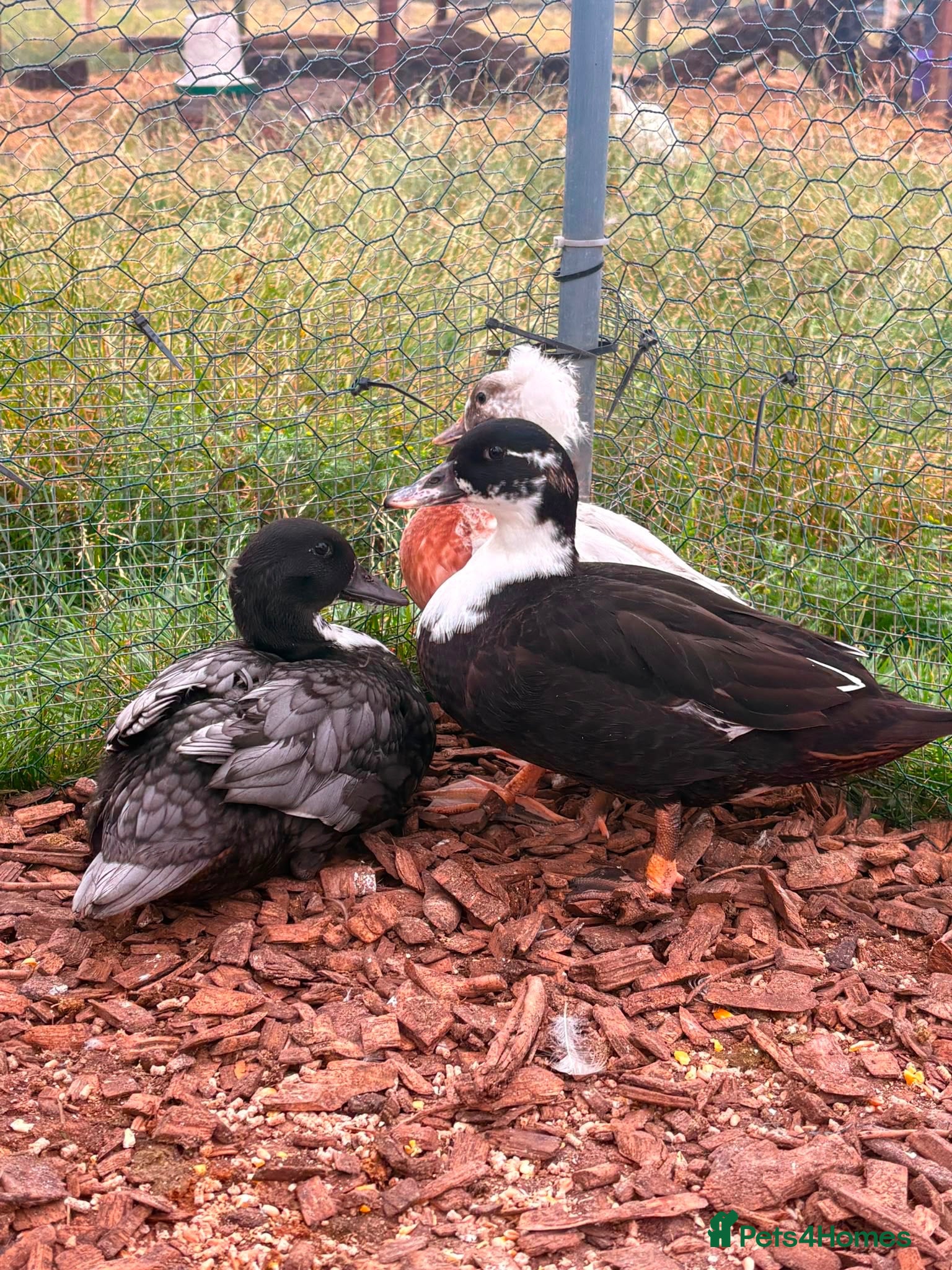 Ducks poultry Male call ducks  - Advert 1