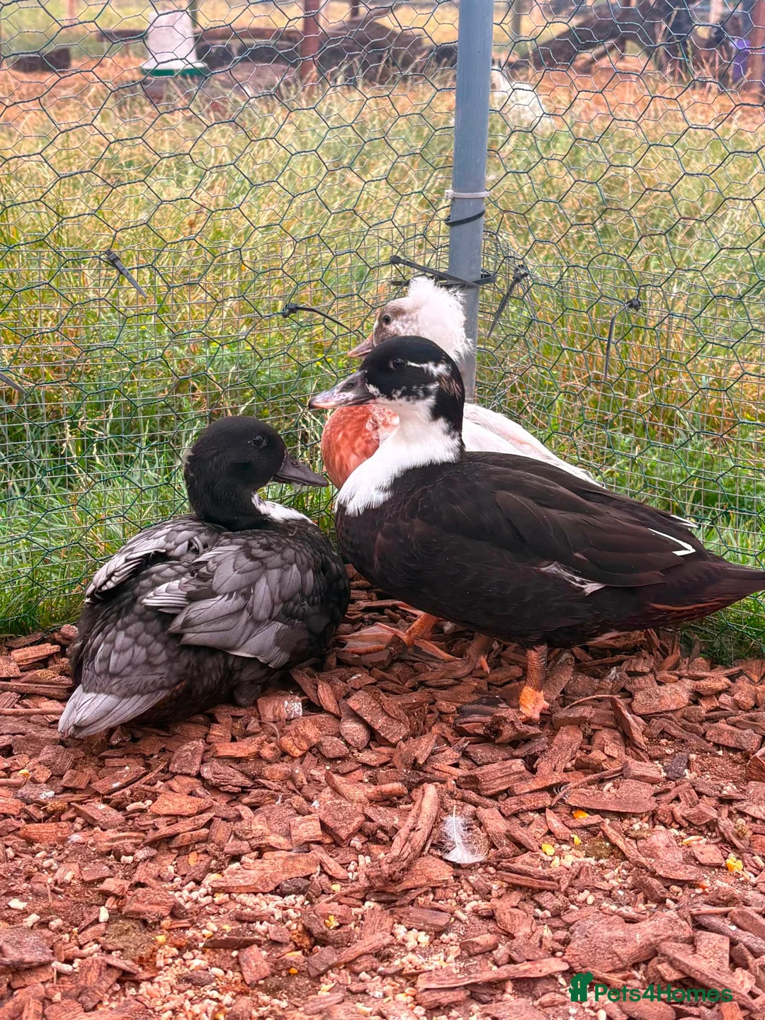 Ducks poultry for sale: Male call ducks  - Advert 1