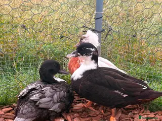 Ducks poultry Male call ducks - Advert 1