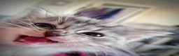 Siberian cats for sale: 🐾 Stunning Siberian cross Maine Coon Kittens 🐾 - Advert 11