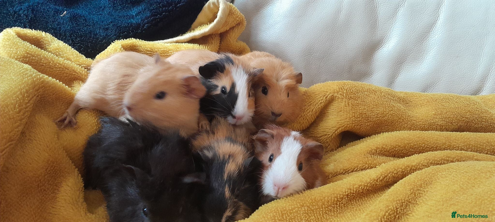 Guinea Pig rodents Guinea pigs  - Advert 1