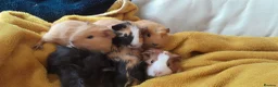 Guinea Pig rodents for sale: Guinea pigs  - Advert 1