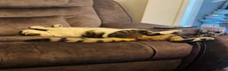 Mixed Breed cats for sale: 4 Year Old Neutered Male Cat in Derby - Advert 4