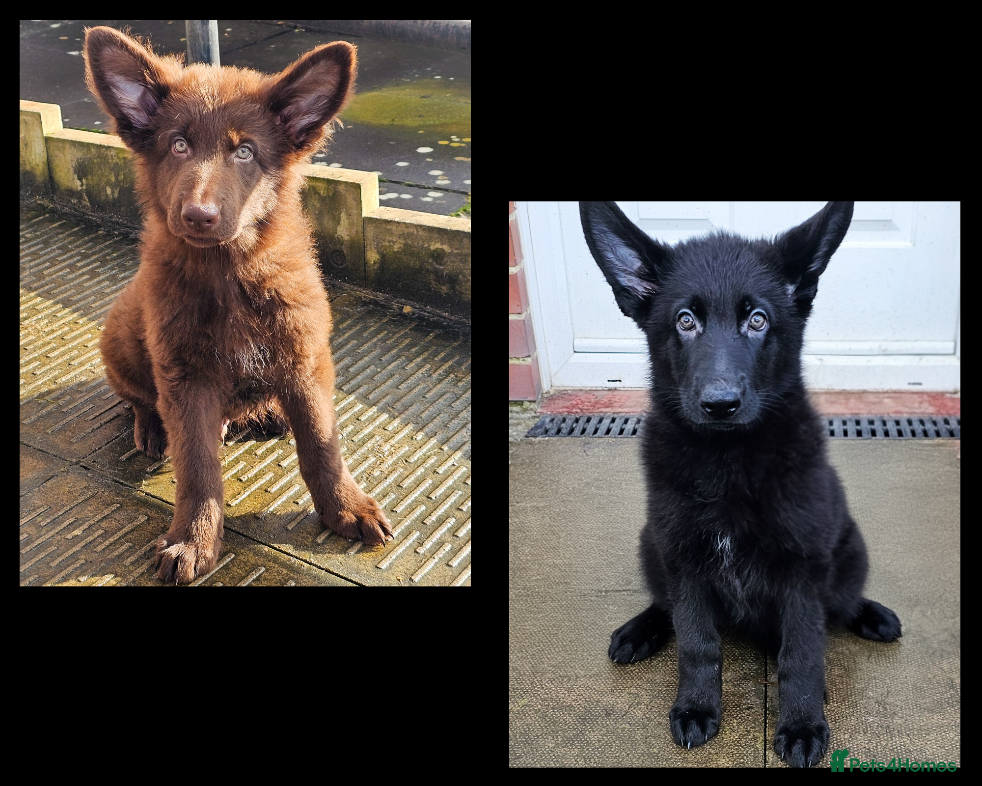 German Shepherd dogs Solid black female short coated KC reg GSP - Advert 2