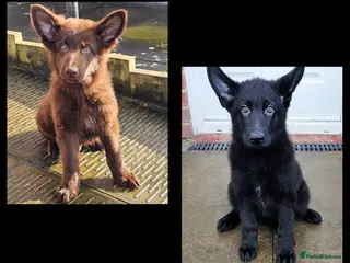 German Shepherd dogs Solid black female short coated KC reg GSP - Advert 2