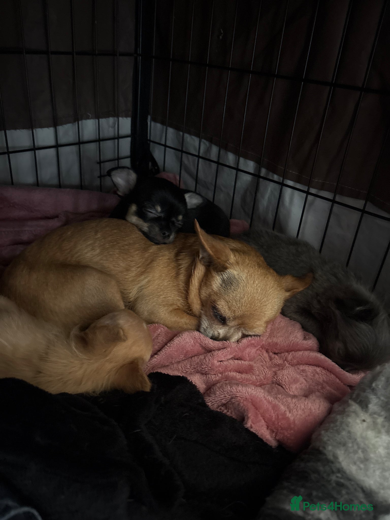 Chihuahua dogs for sale: Chihuahua puppies - Advert 1